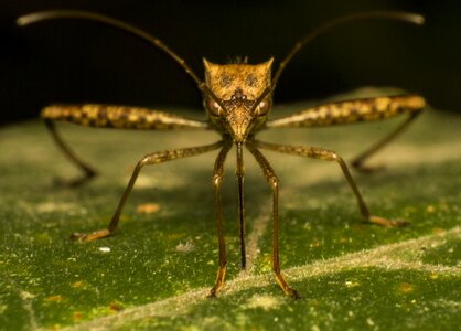 Nature insect macro
