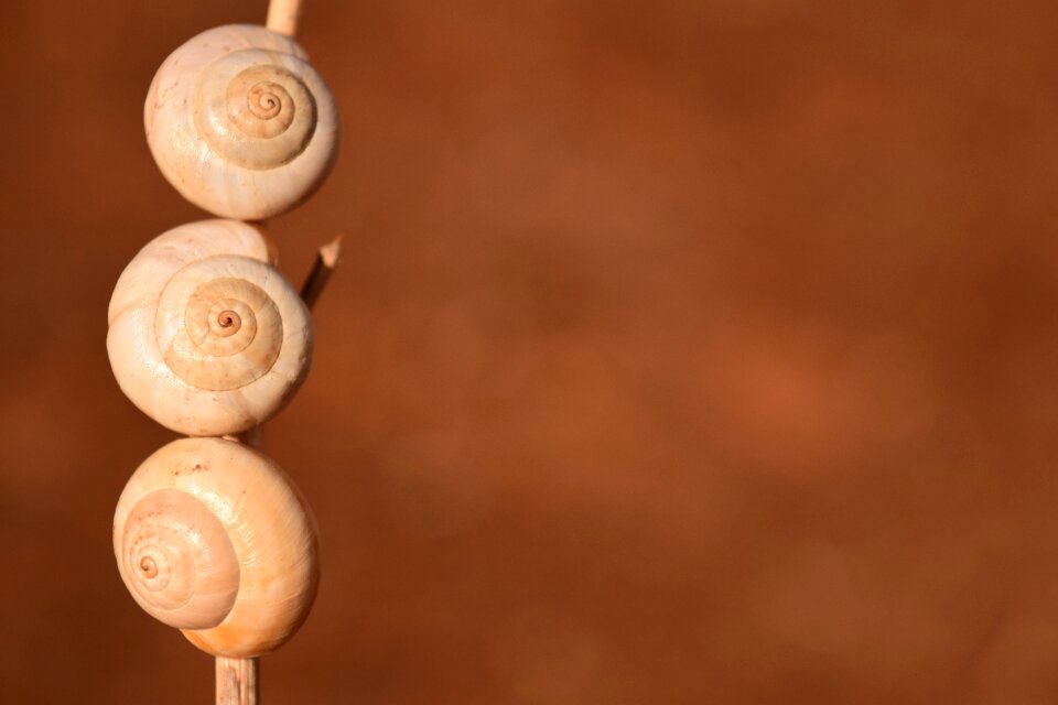 Close up snail shell summer