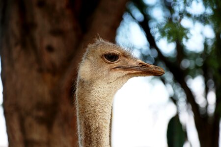 Land animal giant bird profile