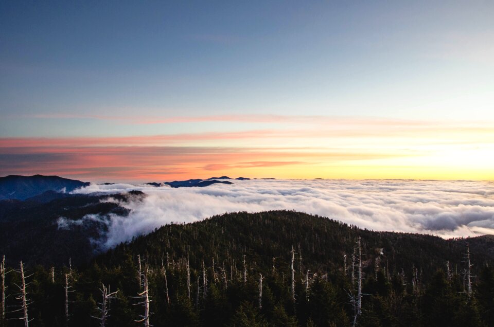 Landscape mountain top evergreens