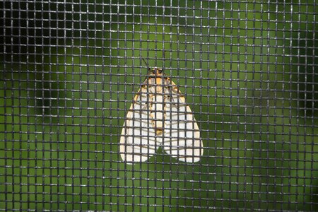 Light bug wings