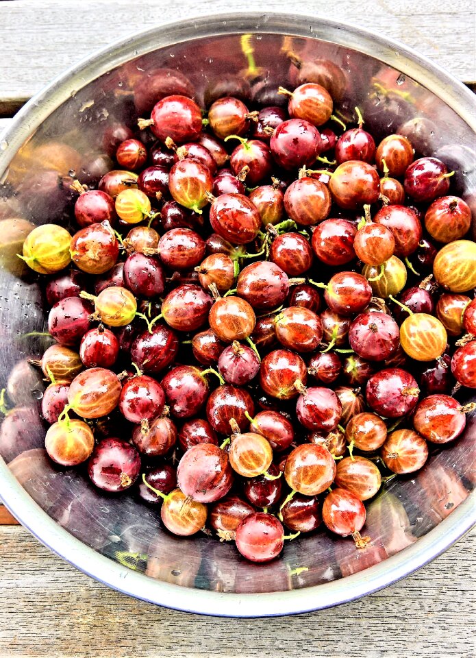 Self-harvested fresh ripe