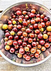 Self-harvested fresh ripe