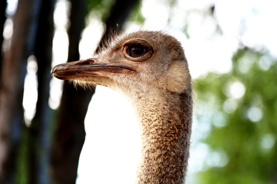 Giant bird looking of profile