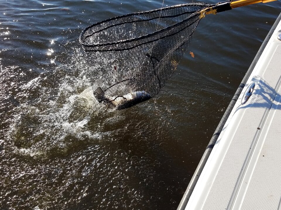 Speckle trout catch photo