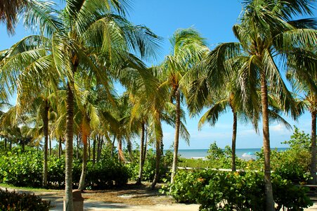 Beach palm trees tourism photo