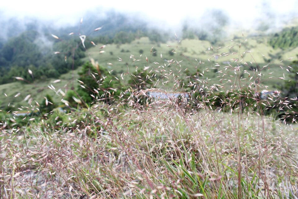 Alpine plants grass prospects