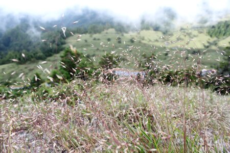 Alpine plants grass prospects