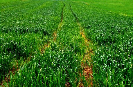 Corn spring green photo