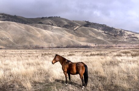 Pasture graze meadow