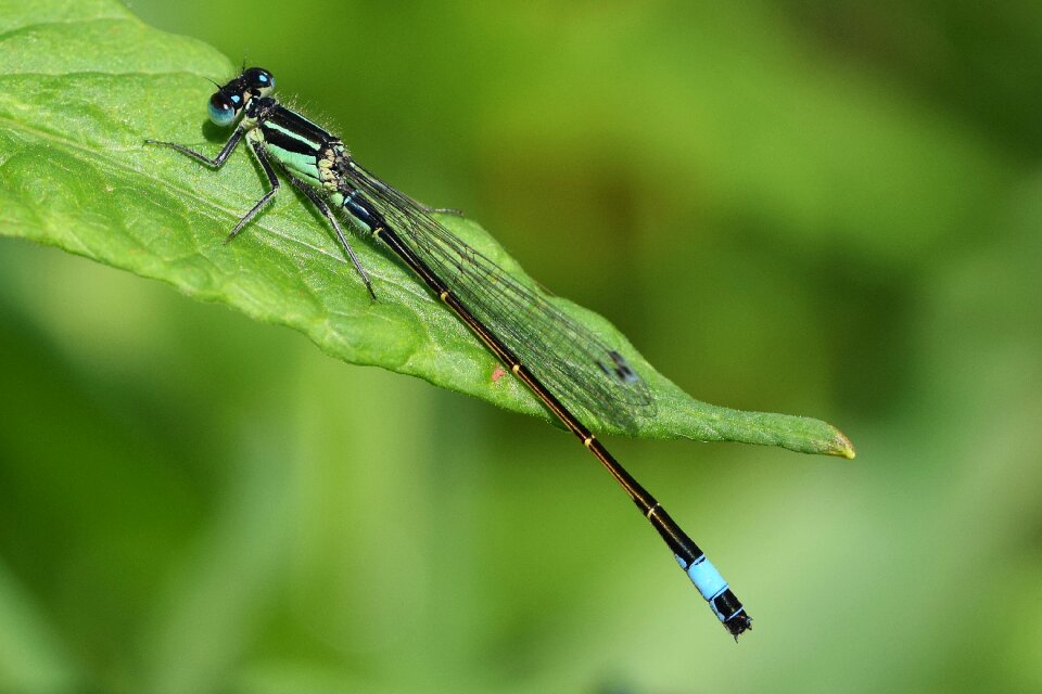 Wing insect flight insect