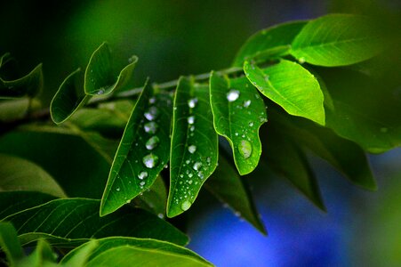 Plant wet droplets