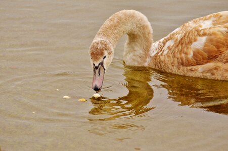 Pride bird waterfowl