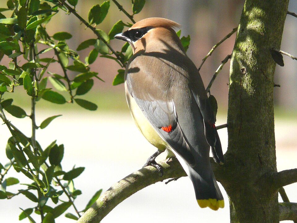 Nature portrait bird