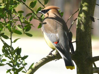 Nature portrait bird