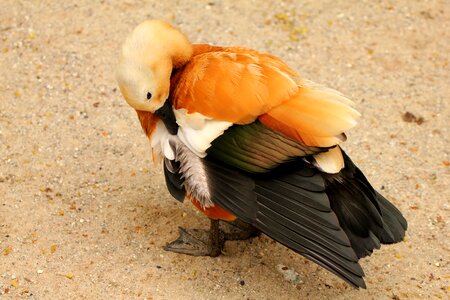 Duck threatened with extinction zoo