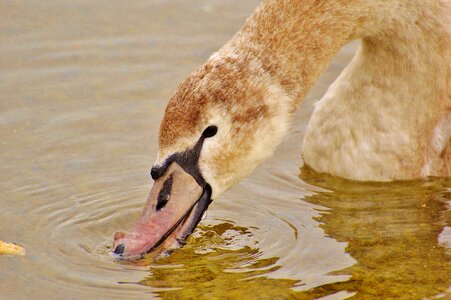 Pride bird waterfowl