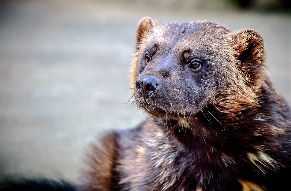 Wolverine marten predator