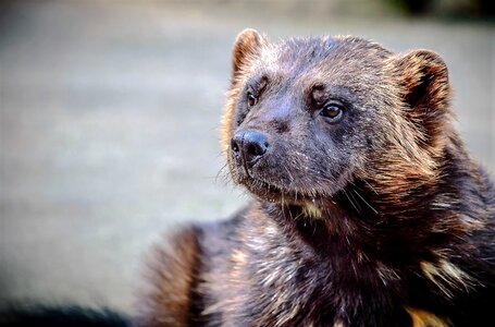 Wolverine marten predator