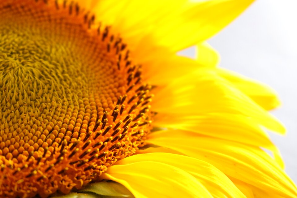 Macro flower summer