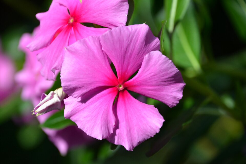 Petals pink blooming
