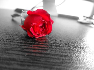 Office rose gray office
