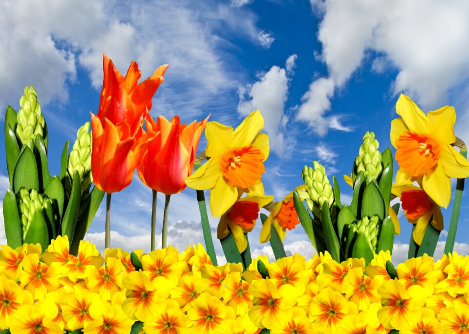 Tulips primroses blossom