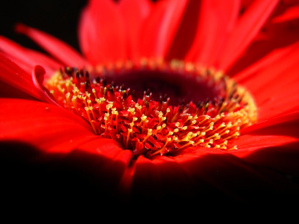 Yellow heart black background flora