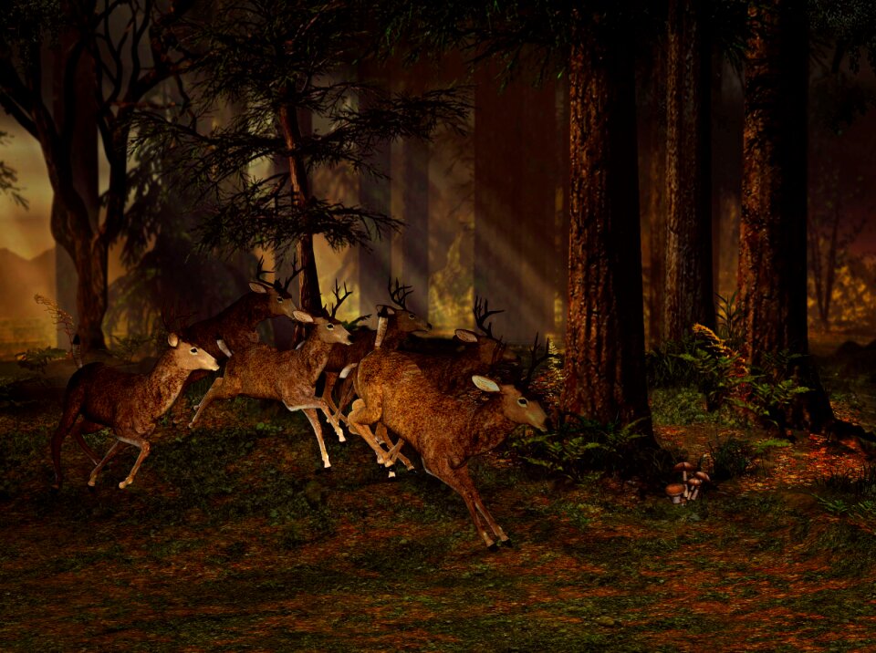 Wild animal forest nature