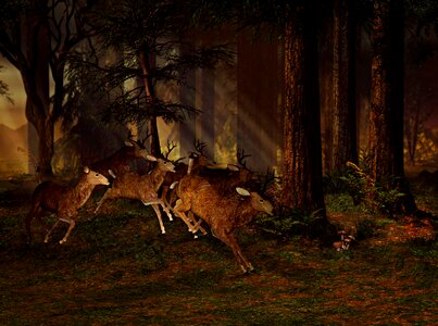Wild animal forest nature