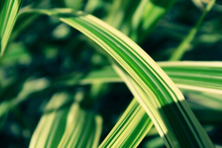 Nature green garden