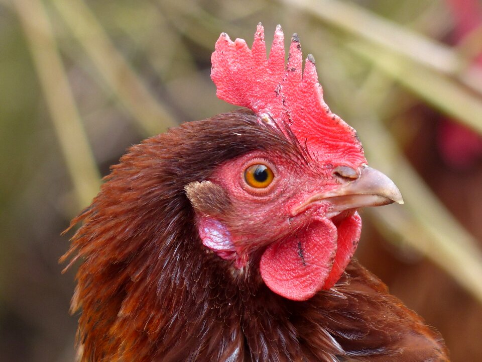 Nature poultry farm