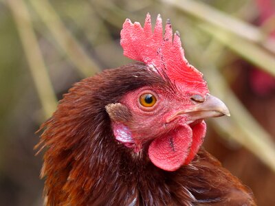 Nature poultry farm