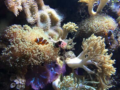 Fish clown fish coral photo
