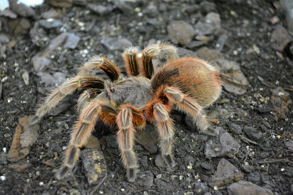 Arachnid wildlife nature