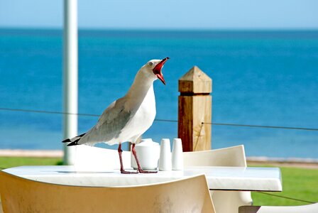 Gull funny face seabird
