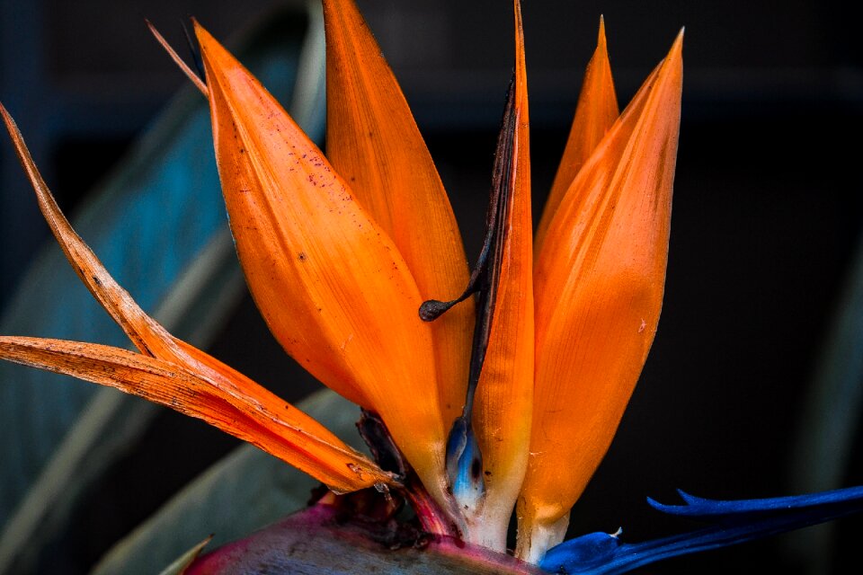 Nature growth petal