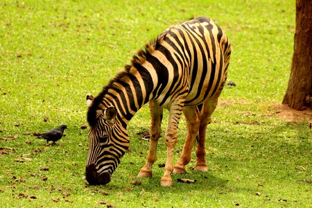 Wild eating grass stripes