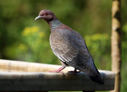 Bird great wild