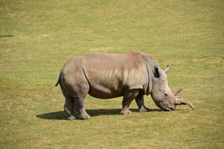 Mammal grasslands animals