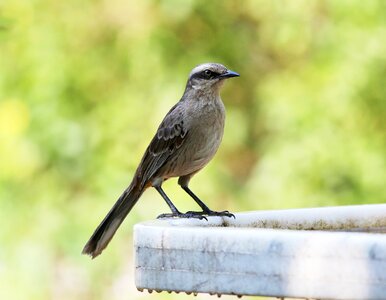 In the water cooler wild brazilian photo