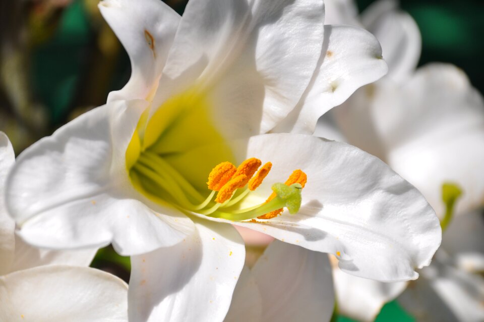 White bouquet garden