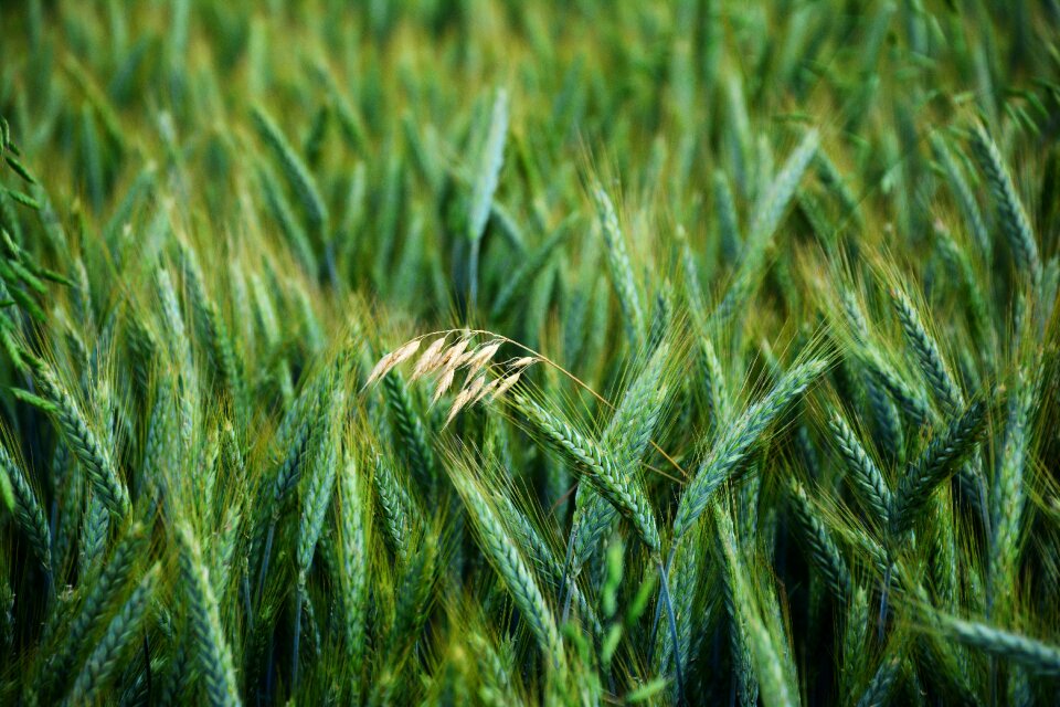 Halm cornfield halme