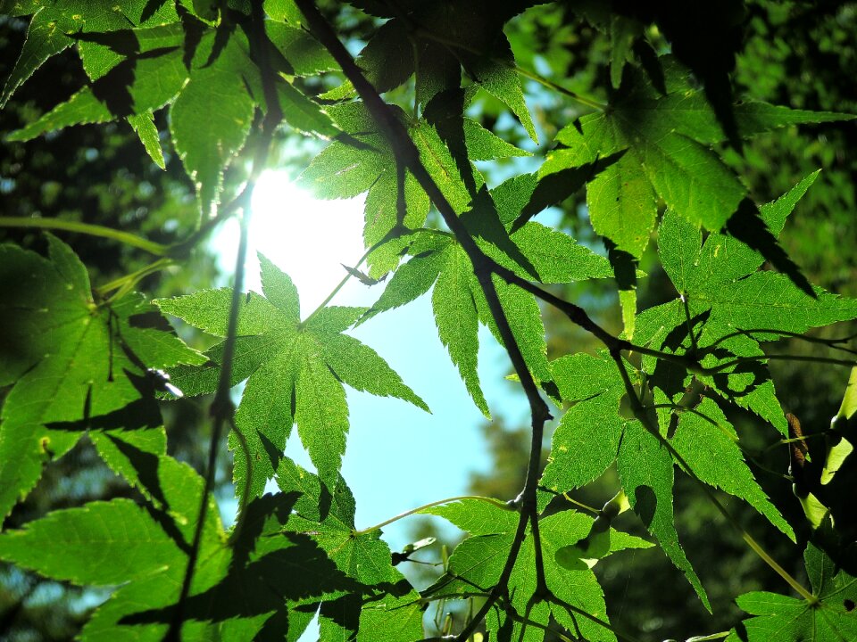Forest japan natural