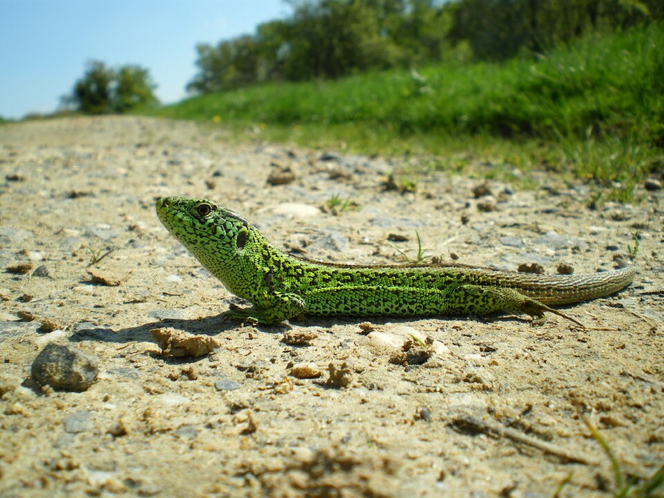 Animal reptiles green