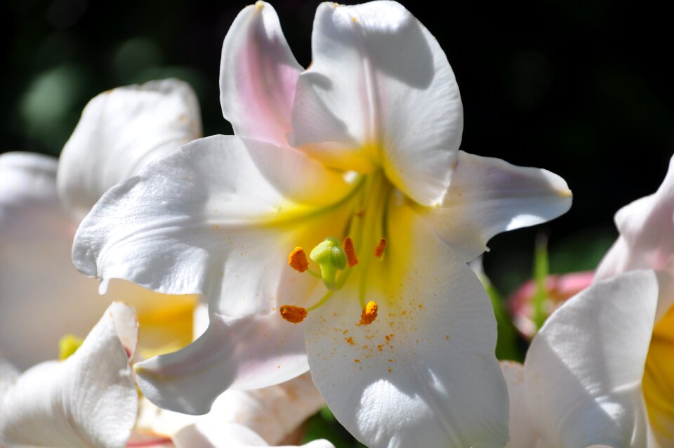White bouquet garden