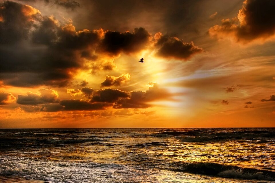 Bird evening sky beach