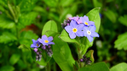 Vernal blue flowers purple flowers