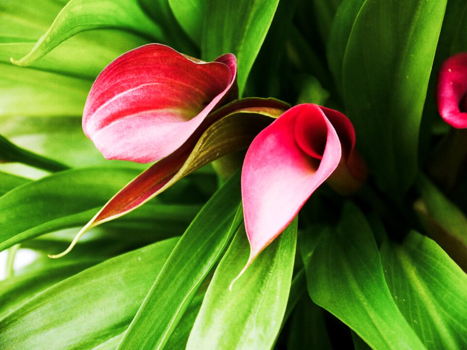 Flower red red flower