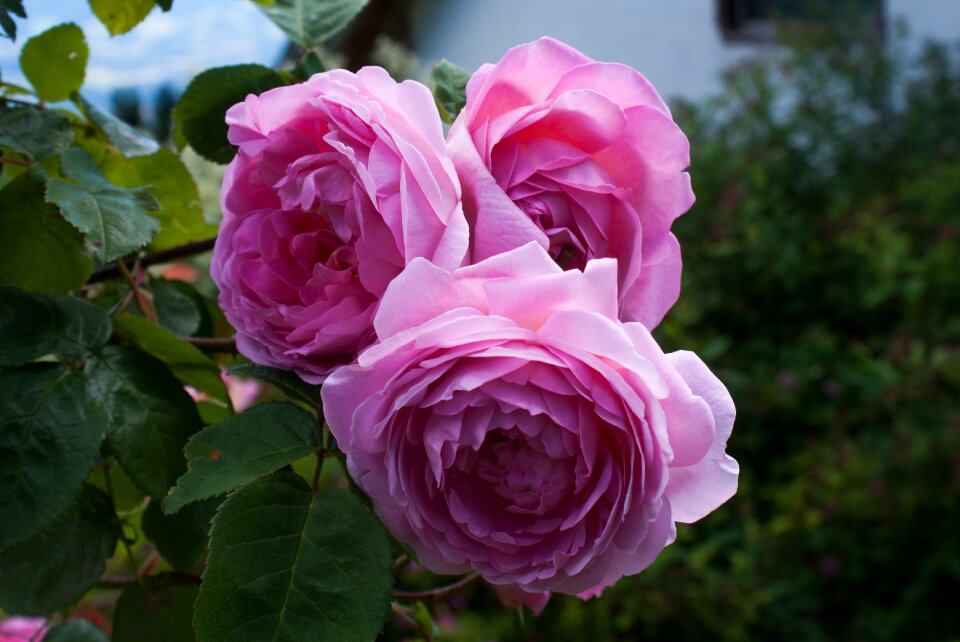 Pink rose pink rose garden